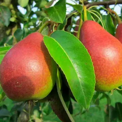 Груша ГЕРА в Мозыре