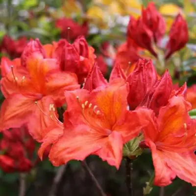 Азалия ЛИЛИНШТЕЙН японская в Мозыре