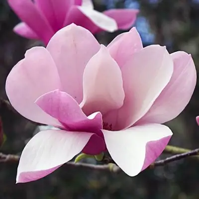 Магнолия РИККИ в Мозыре