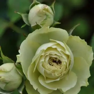 Роза ГРИН ДАЙМОНД миниатюрная в Мозыре