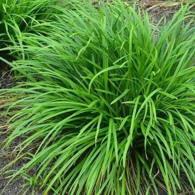 Осока АЙРИШ ГРИН в Мозыре