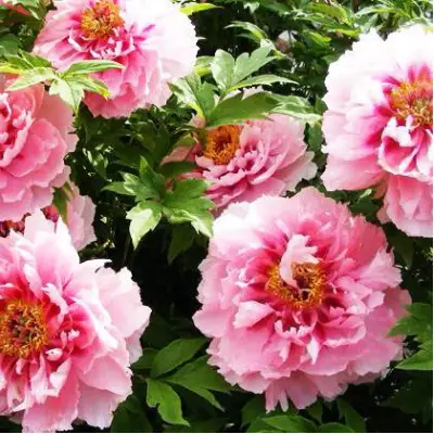 Пион СЕРЕБРИСТЫЙ РУЧЕЙ древовидный в Мозыре