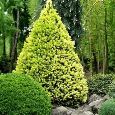 Ель РЕЙНБОУЗ ЭНД сизая в Мозыре