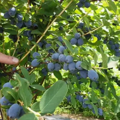 Жимолость съедобная КЛУБНИЧНАЯ СЕНСАЦИЯ в Мозыре