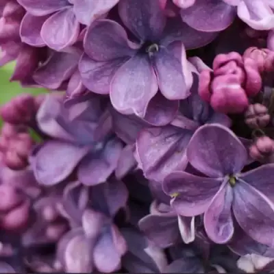 Сирень ВИОЛЕТТА в Мозыре