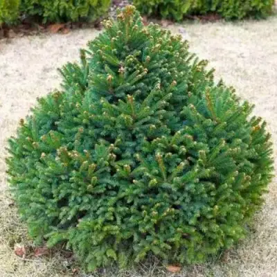 Ель БАРРИ обыкновенная в Мозыре