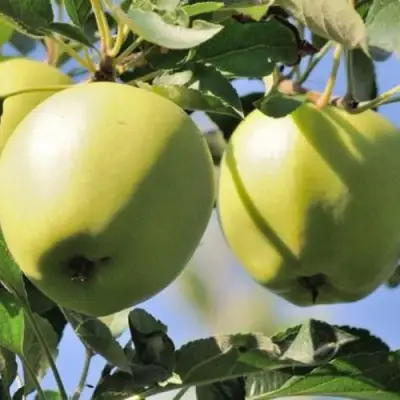 Яблоня САХАРНАЯ в Мозыре