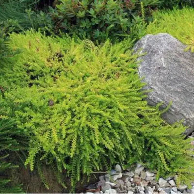 Водяника БЕРНШТЕЙН черная в Мозыре