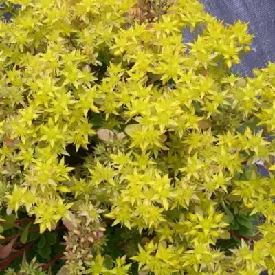 Очиток (седум) ИММЕРГРЮНХЕН в Мозыре