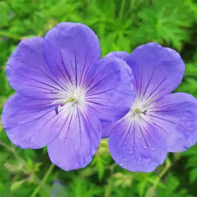 Герань БРУКСАЙД гибридная в Мозыре