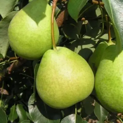 Груша ЛАГОДНАЯ в Мозыре