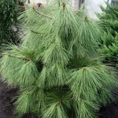 Сосна желтая  в Мозыре