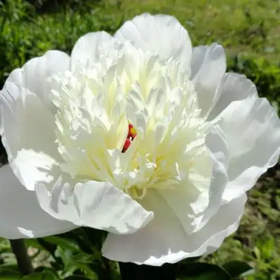 Пион ИММАКУЛИ травянистый в Мозыре