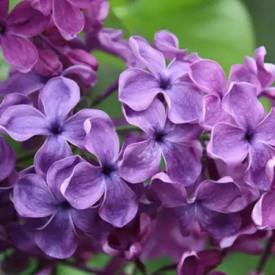 Сирень СУМЕРКИ в Мозыре