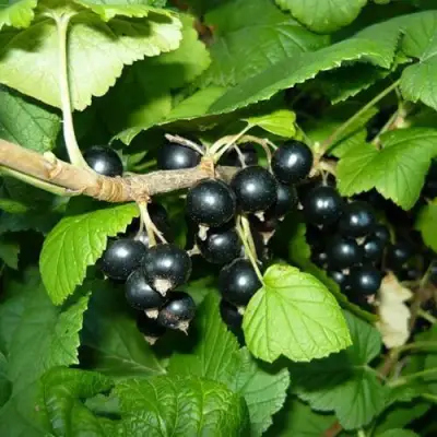 Смородина черная БАГИРА в Мозыре