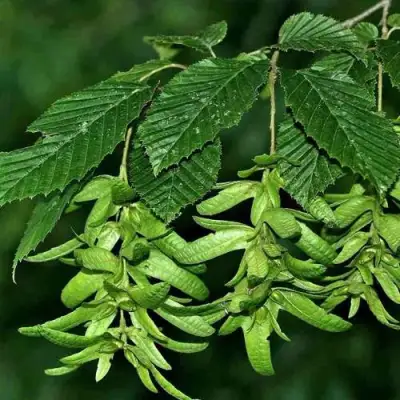 Граб  в Мозыре