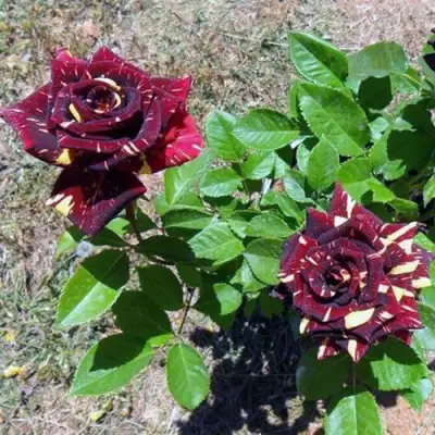 Роза АБРАКАДАБРА чайно-гибридная в Мозыре