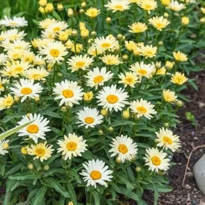 Нивяник БРОДВЕЙ ЛАЙТС великолепный в Мозыре