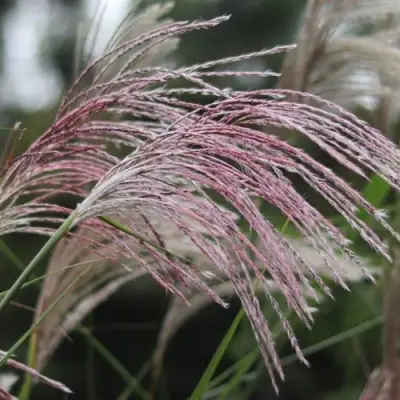 Мискантус МАЛЕПАРТУС китайский  в Мозыре