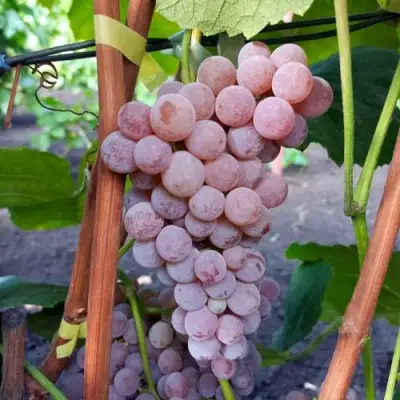 Виноград РИЛАЙНС ПИНК СИДЛИС в Мозыре