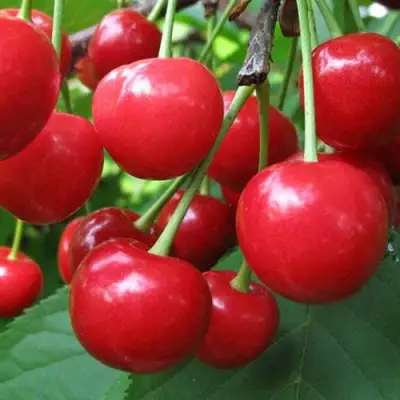 Дюк ПРЕВОСХОДНАЯ ВЕНЬЯМИНОВА в Мозыре