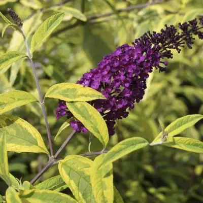 Буддлея давида САНТАНА  в Мозыре