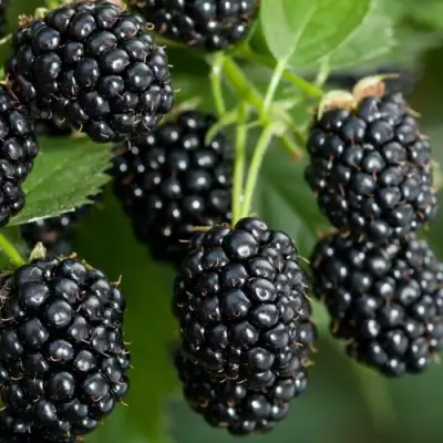 Ежевика ЧЕРНАЯ МАГИЯ ремонтантная  в Мозыре