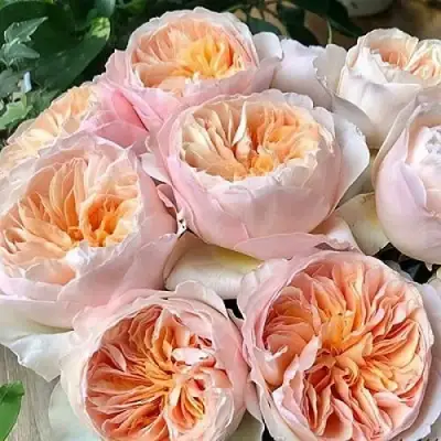 Роза ДЖУЛЬЕТТА английская в Мозыре