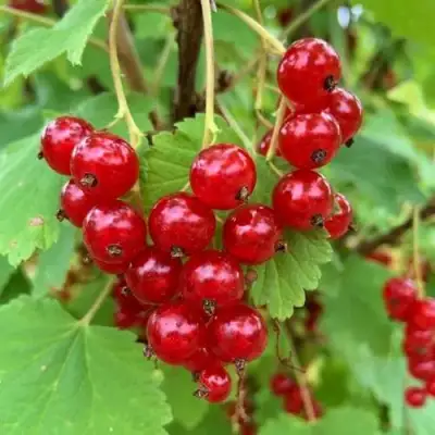 Смородина красная МААРСЕС ПРОМИНЕНТ в Мозыре