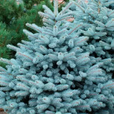 Ель СУПЕР БЛЮ СИДЛИНГ колючая в Мозыре