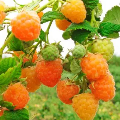 Малина ЗОЛОТЫЕ КУПОЛА в Мозыре