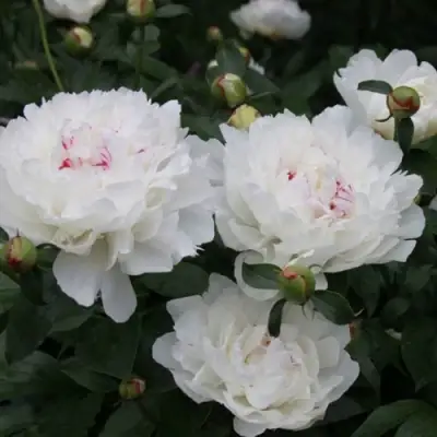 Пион ФЕСТИВА МАКСИМА травянистый в Мозыре