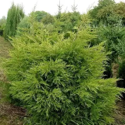 Можжевельник КУРИВАО ГОЛД китайский в Мозыре