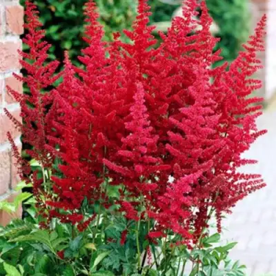 Астильба БУРГУНДИ РЕД Арендса в Мозыре