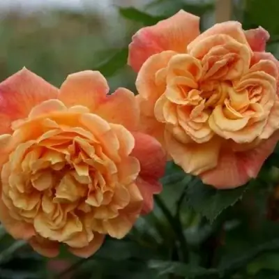 Роза АЛОХА плетистая в Мозыре