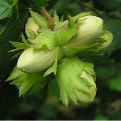 Фундук ТАМБОВСКИЙ ПОЗДНИЙ в Мозыре