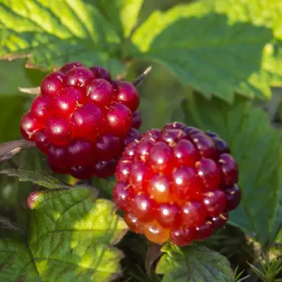 Княженика ЛИНДА в Мозыре