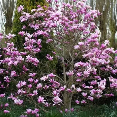 Магнолия ГАЛАКСИ в Мозыре