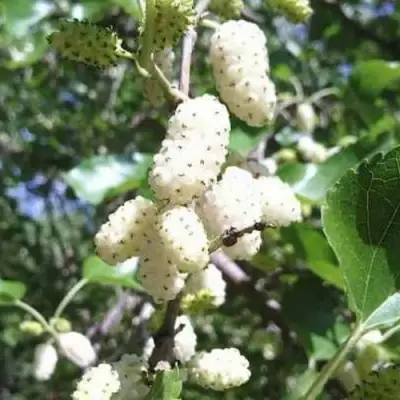 Шелковица БЕЛАЯ МЕДОВАЯ в Мозыре