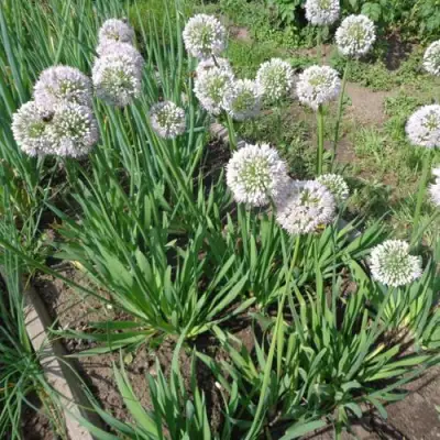 Лук слизун в Мозыре