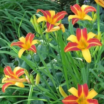 Лилейник ФРАНС ХАЛС в Мозыре