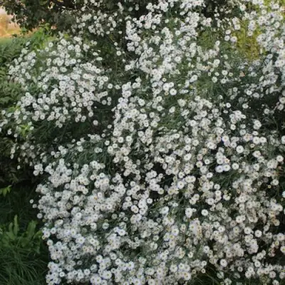 Болтония СНОУБЭНК в Мозыре