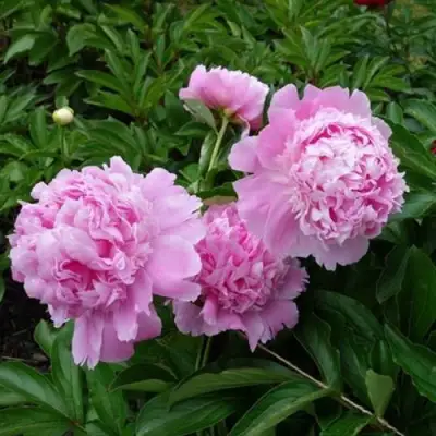 Пион МЕСЬЕ ЖЮЛЬ ЭЛИ травянистый в Мозыре