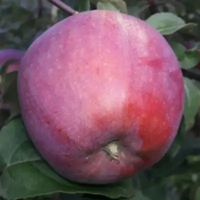 Яблоня ЗОРКА в Мозыре