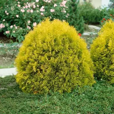 Туя РЕЙНГОЛД западная в Мозыре