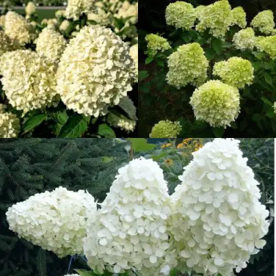 Комплект НЕЖНЫЙ КАПУЧИНО в Мозыре