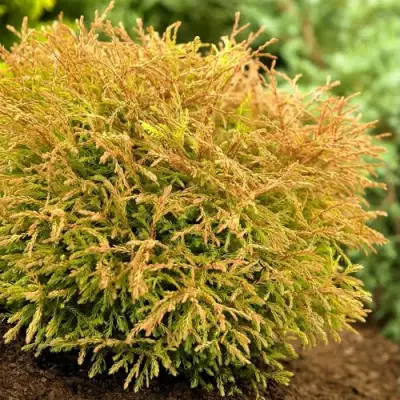 Туя ГОЛДЕН ТАФФЕТ западная в Мозыре