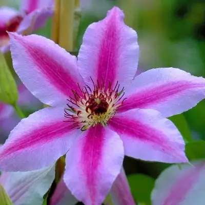 Клематис НЕЛЛИ МОЗЕР в Мозыре