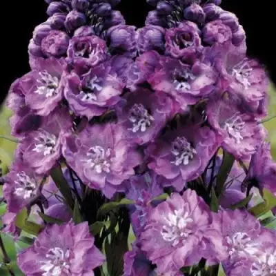 Дельфиниум ДЕЛЬФИС ПИНК ПАУЭ высокий в Мозыре