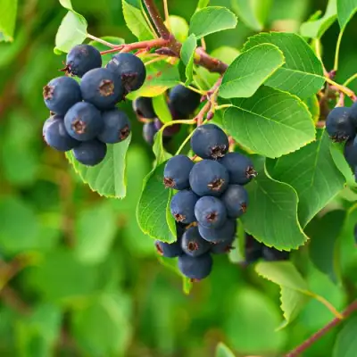 Ирга КОЛОСИСТАЯ в Мозыре